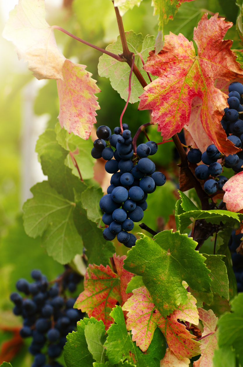 Blue grape cluster on vine closeup photo