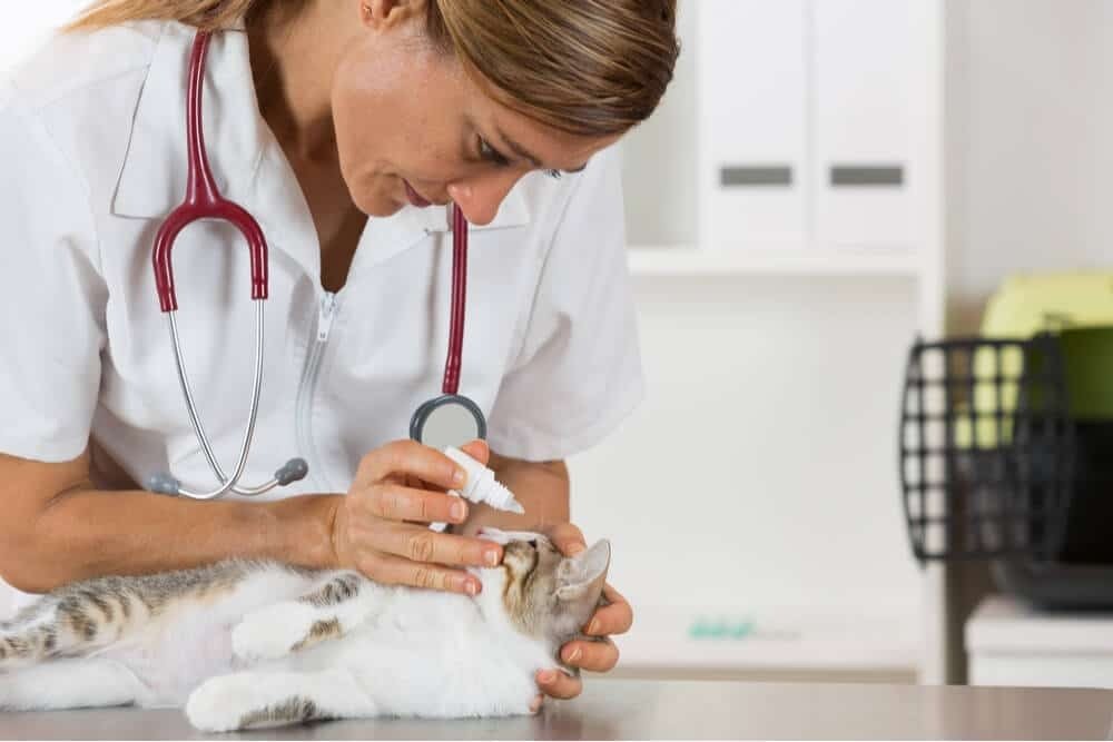 How to care for your cat’s eye health at home